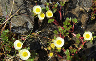 Ranunculus glacialis