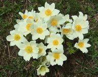 Anemone narcissiflora