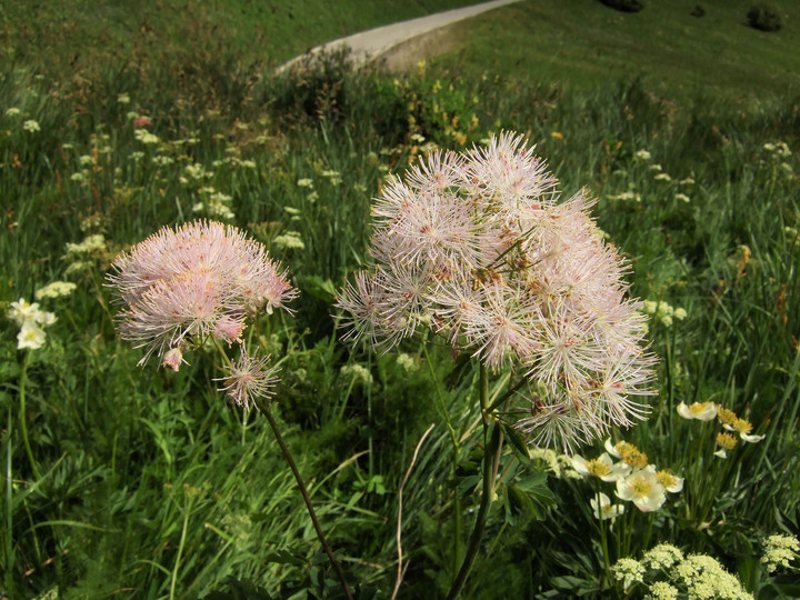 Thalictrum aquilegiifolium