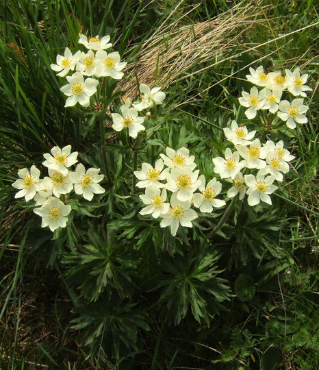 Anemone narcissiflora