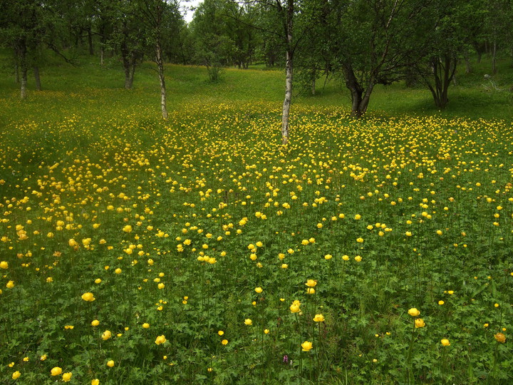 Trollius europaeus