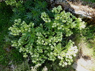 Helleborus foetidus