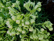 Helleborus foetidus