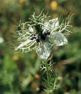 Nigella damascena