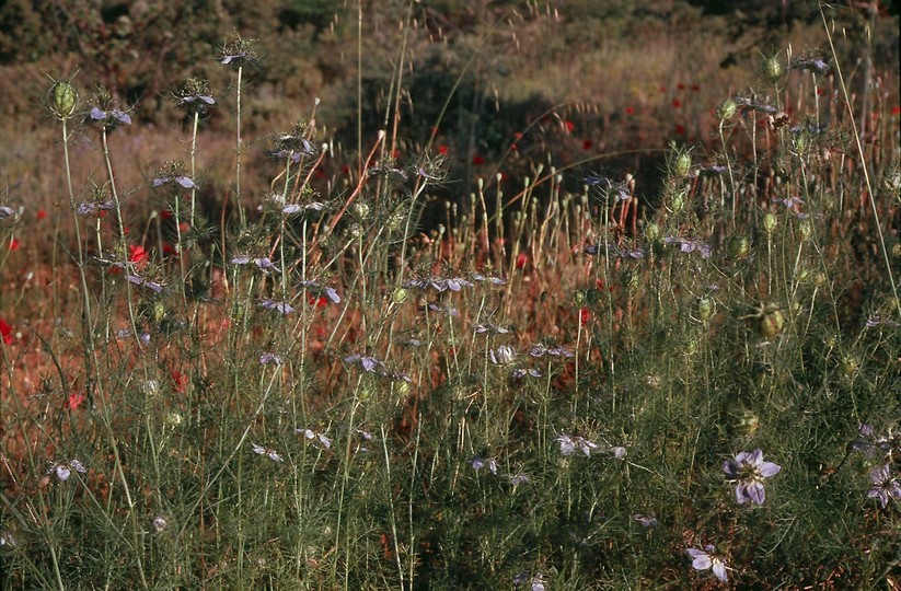 Nigella damascena