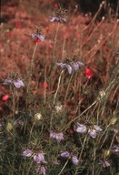 Nigella damascena