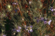 Nigella damascena