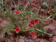 Adonis annua