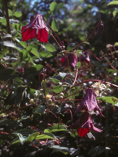 Clematis viticella