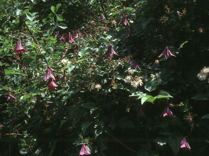 Clematis viticella