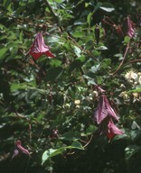 Clematis viticella