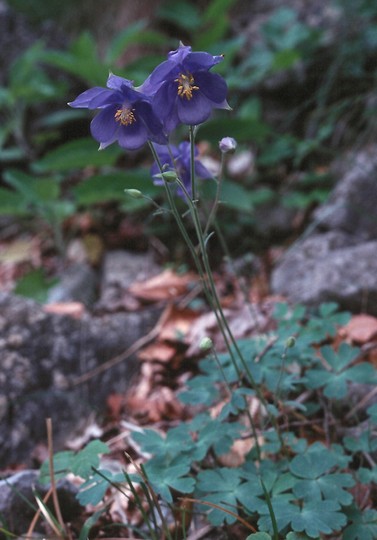 Aquilegia kitaibelii