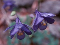 Aquilegia kitaibelii