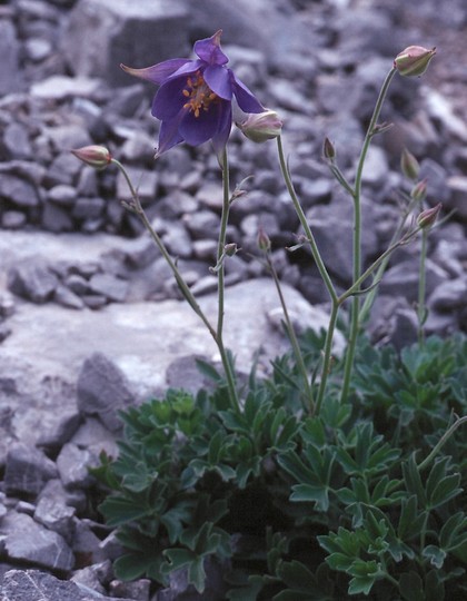 Aquilegia kitaibelii?