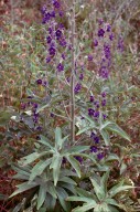 Delphinium staphisagria