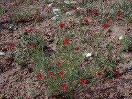 Adonis annua