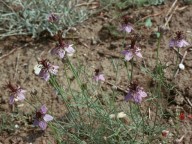 Nigella arvensis