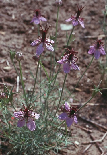 Nigella arvensis