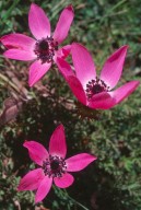 Anemone coronaria