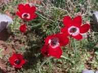 Anemone coronaria