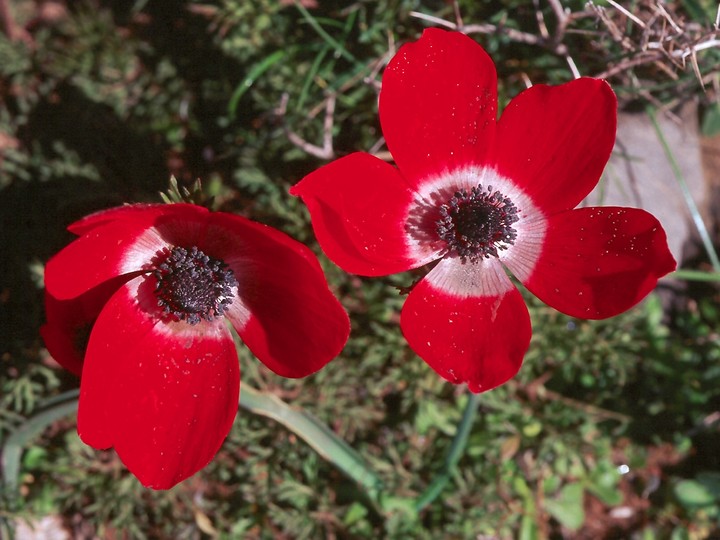 Anemone coronaria