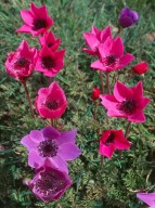 Anemone coronaria