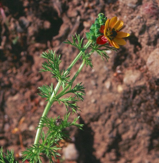 Adonis microcarpa