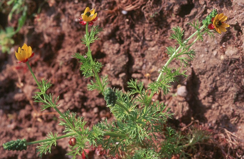 Adonis microcarpa