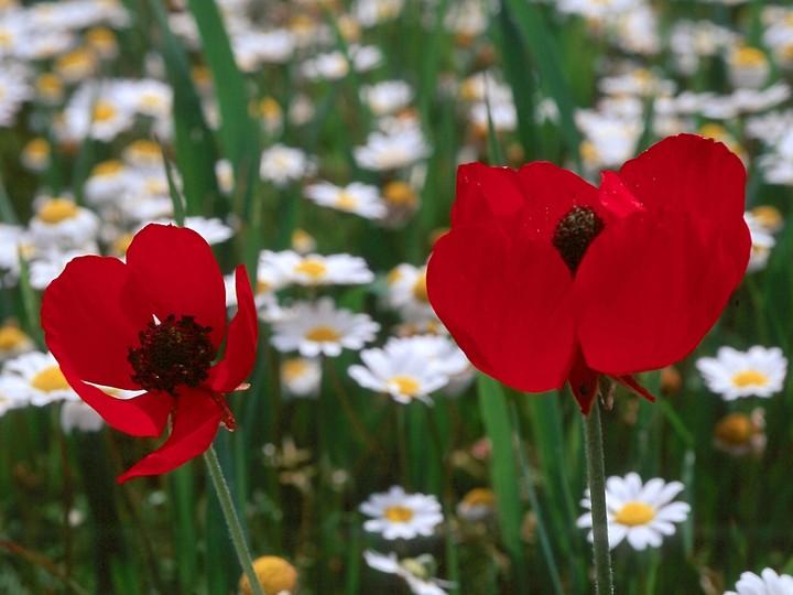 Ranunculus asiaticus