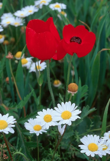 Ranunculus asiaticus