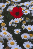 Ranunculus asiaticus