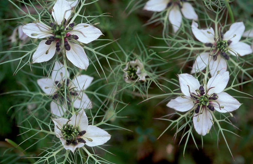 Nigella damascena