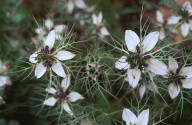 Nigella damascena