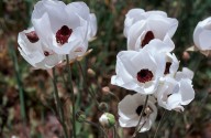 Ranunculus asiaticus