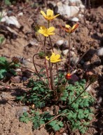 Ranunculus cupreus