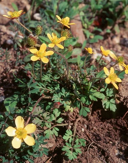 Ranunculus cupreus