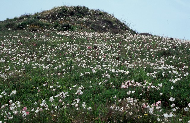 Ranunculus asiaticus