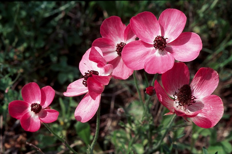 Ranunculus asiaticus