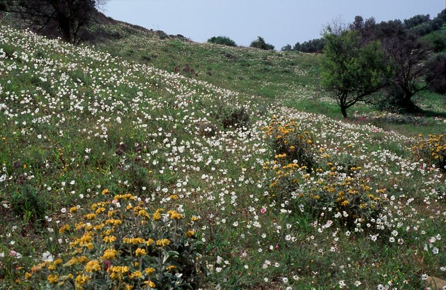 Ranunculus asiaticus