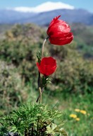 Anemone coronaria