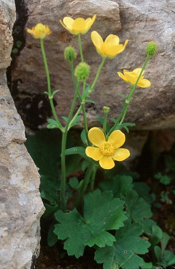 Ranunculus creticus