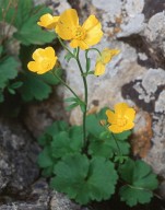 Ranunculus creticus