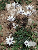 Anemone heldreichii