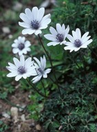 Anemone heldreichii