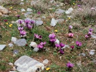 Anemone coronaria