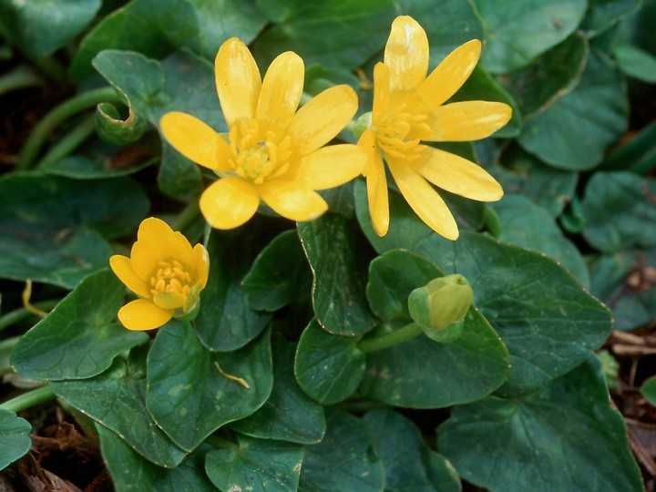 Ranunculus ficaria ssp. chrysocephala