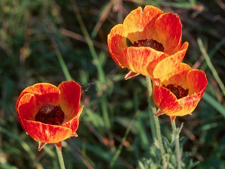 Ranunculus asiaticus