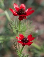 Adonis annua