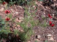 Adonis annua