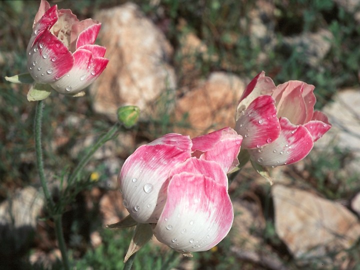 Ranunculus asiaticus